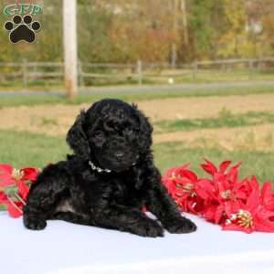 Atticus, Miniature Poodle Puppy